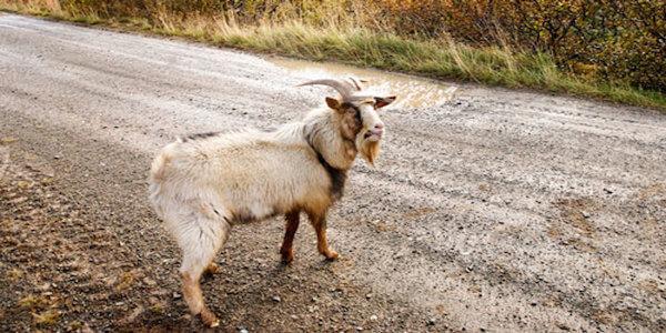 mengimpikan kambing 