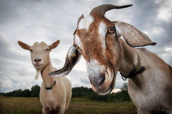 mengapa melihat kambing dalam mimpi 