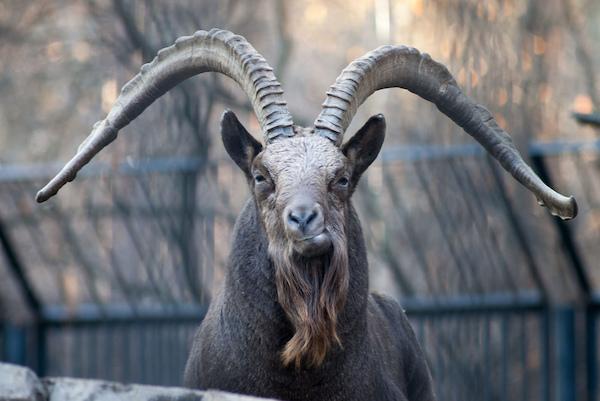 jika anda bermimpi tentang kambing gunung 