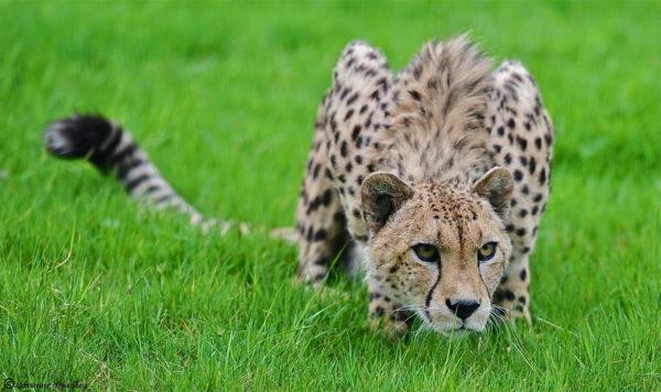 Leopard di rumput 
