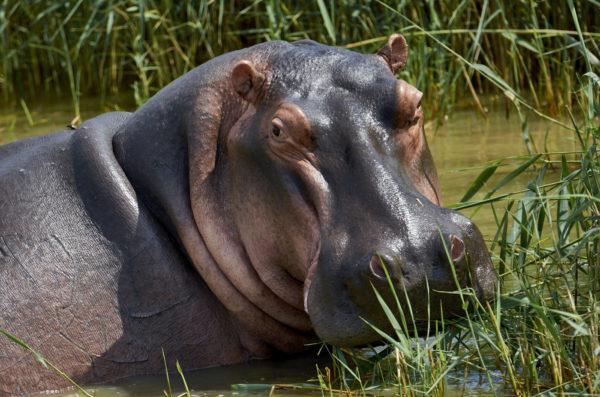 Hippo besar 