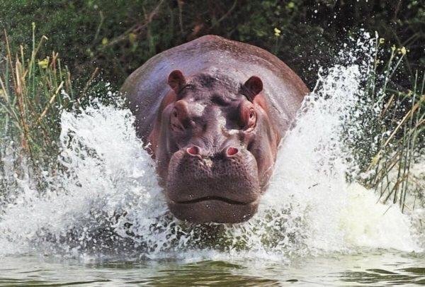 Mengimpikan hippo yang agresif 