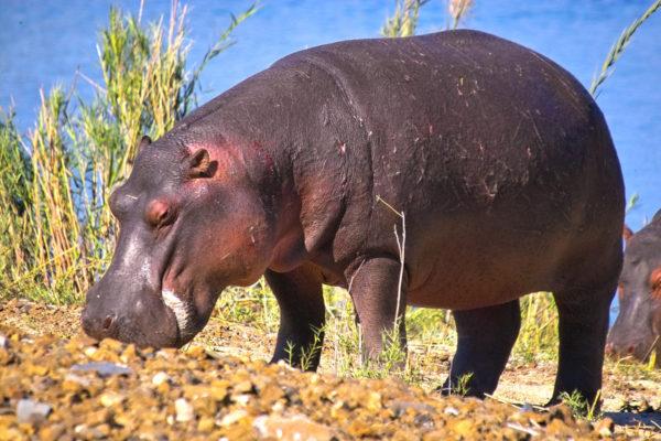 Hippopotamus dalam mimpi 