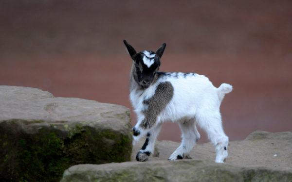 Melihat kambing bertanduk dalam mimpi 