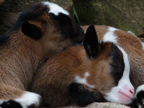 Anak-anak yang sedang tidur 