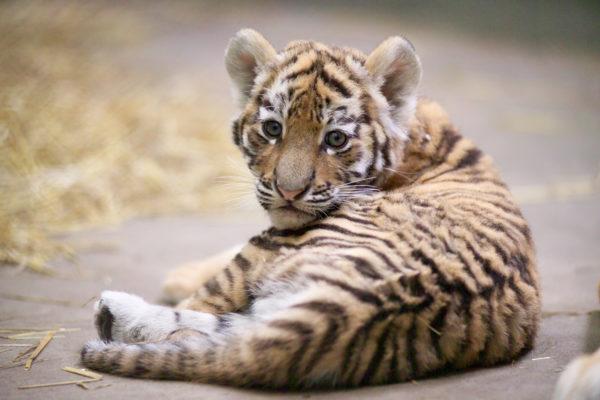 Mengapa harimau bermimpi 