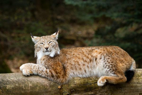 Mengapa lynx bermimpi 