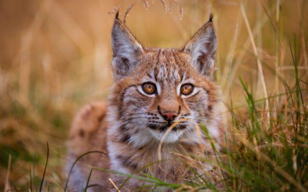 buku impian lynx 