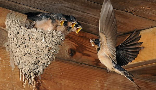 Burung membuat sarang di balkoni 