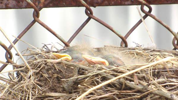 Burung membuat sarang burung 
