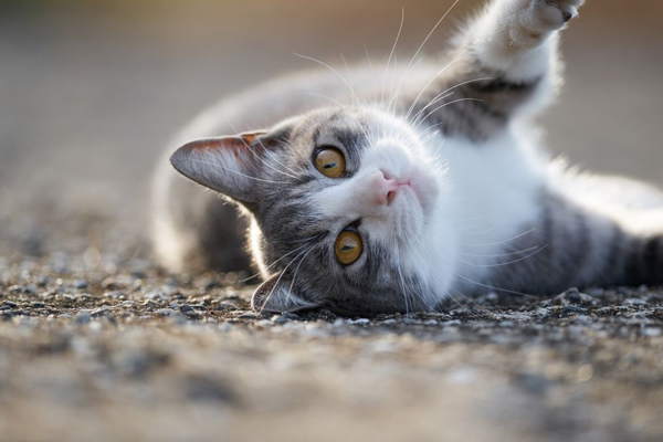 Memukul kucing dengan kereta 