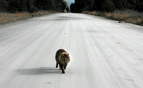 Merobohkan kucing di dalam kereta - tanda orang 