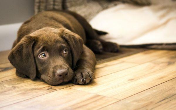 mengapa mengetuk anjing di papan tanda jalan 