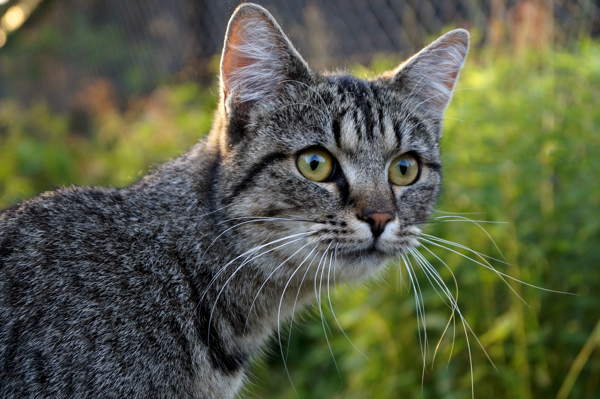 Kucing kelabu 