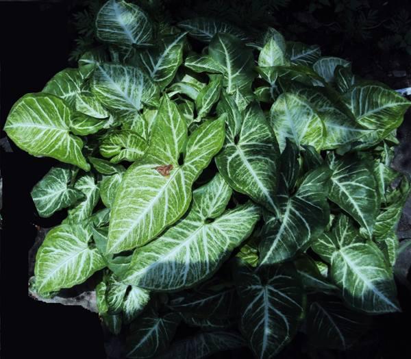 pertanda dan takhayul syngonium 