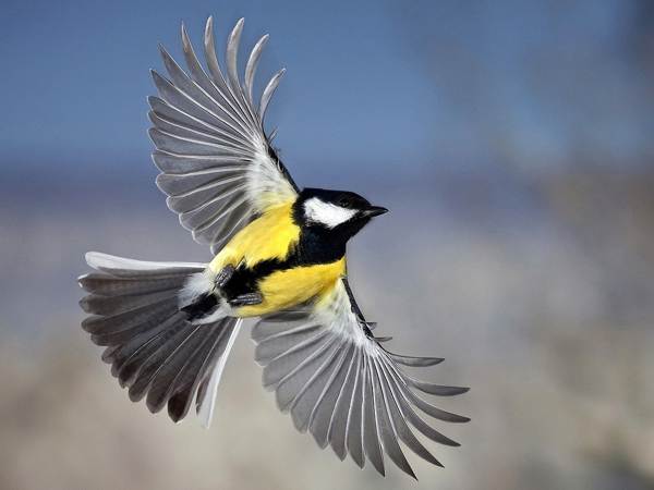 omen titmouse terbang ke balkoni 
