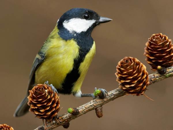 Seorang rumah tikus terbang ke rumah melalui tingkap atau balkoni: apa yang akan menyebabkan ini?