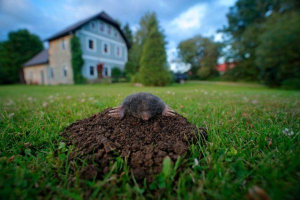 Mengapa tahi lalat itu bermimpi 