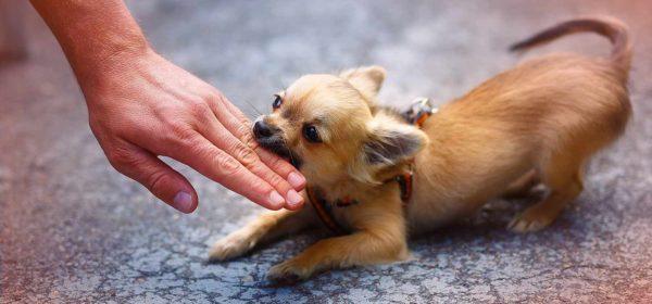 Serangan anjing kecil 