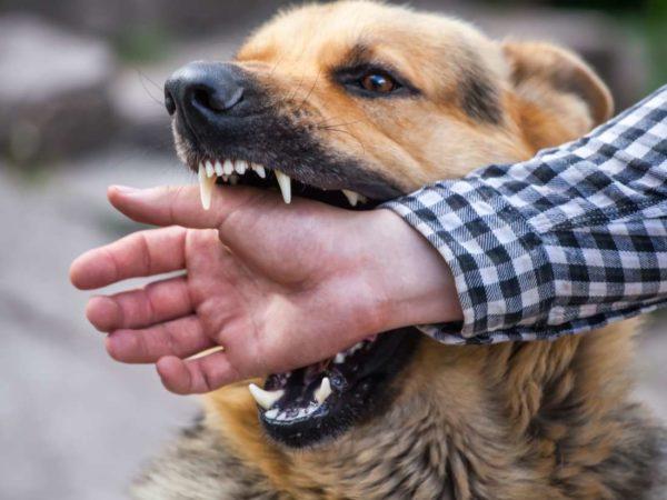 Anjing jahat menyerang 