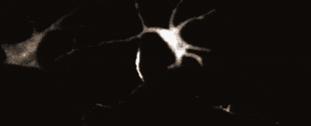 Isyarat seperti neuron pelik pertama kali dijumpai di sel kulit 