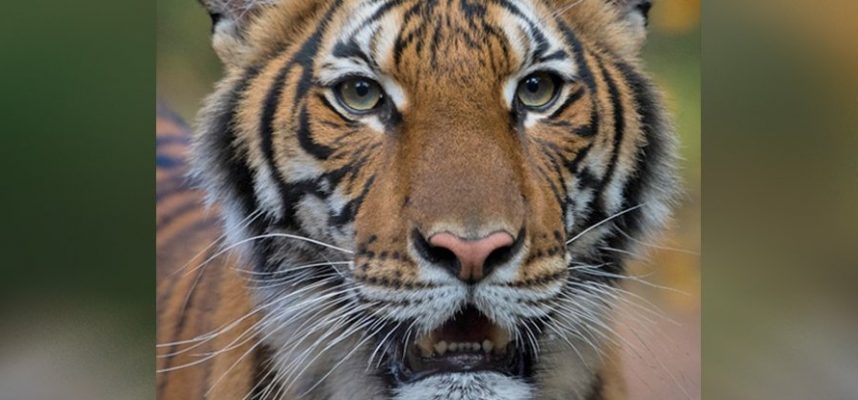 Tigress di New York dijangkiti coronavirus 