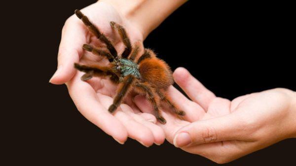 Labah-labah merangkak ke atas lengan 