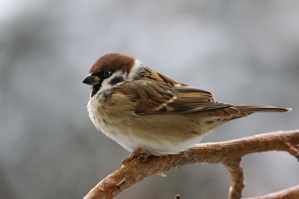 Setiap burung mempunyai makna tersendiri 