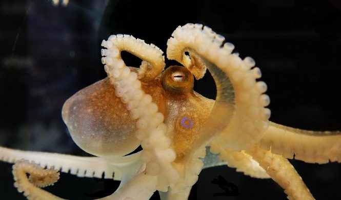 DNA alien dijumpai di gurita 