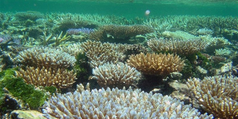 Para saintis telah menyusun rancangan terperinci untuk memulihara hidupan laut menjelang 2050 