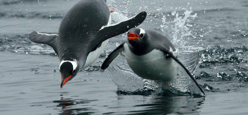 Para saintis telah menemui bahawa penguin sebenarnya 'bercakap' di bawah air 