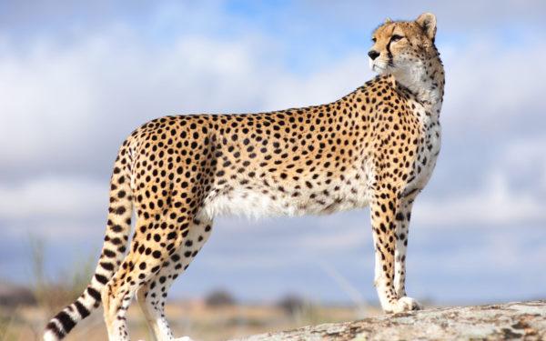 Kenapa cheetah bermimpi 