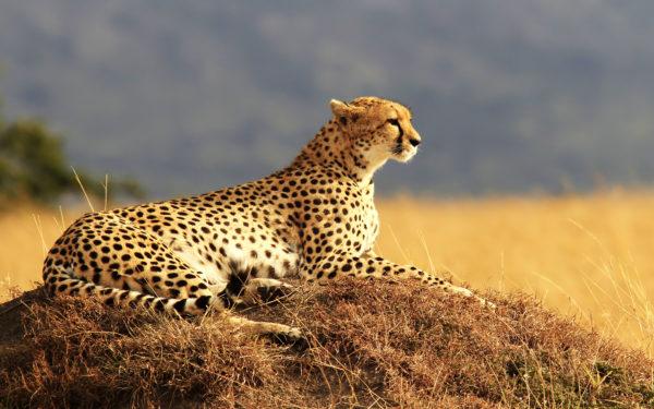 Kenapa cheetah bermimpi 