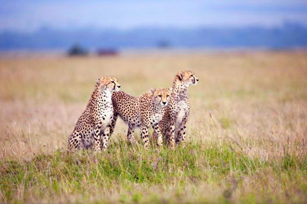 Kenapa cheetah bermimpi 
