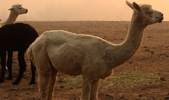 Vaksin Coronavirus: saintis telah menemui antibodi dalam darah llama 