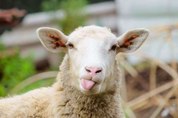 ram bermimpi 