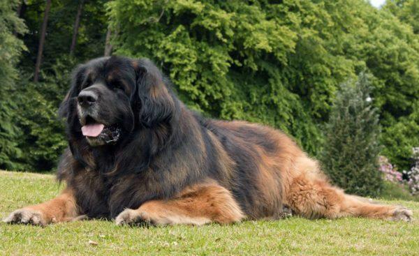 Mengapa anjing besar itu bermimpi 