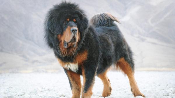 Anjing besar 