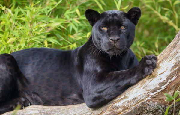 Kenapa panther hitam bermimpi 