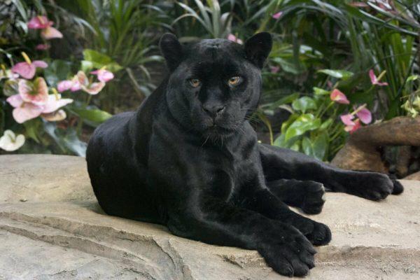 Kenapa panther hitam bermimpi 