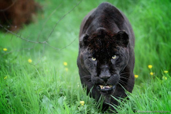 Kenapa panther hitam bermimpi 