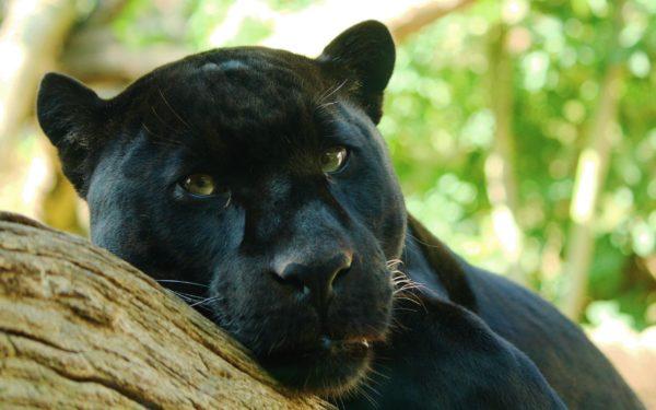 Kenapa panther hitam bermimpi 