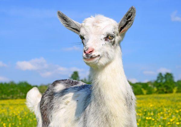 Mengapa kambing bermimpi 