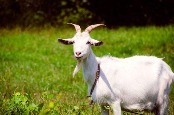 Kambing dalam mimpi 