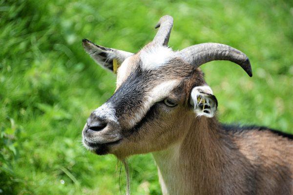 Buku impian penyembuh Akulina mengenai kambing 