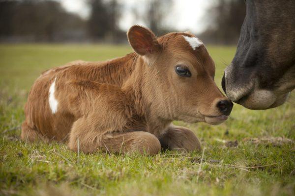 Mengapa anak lembu bermimpi 