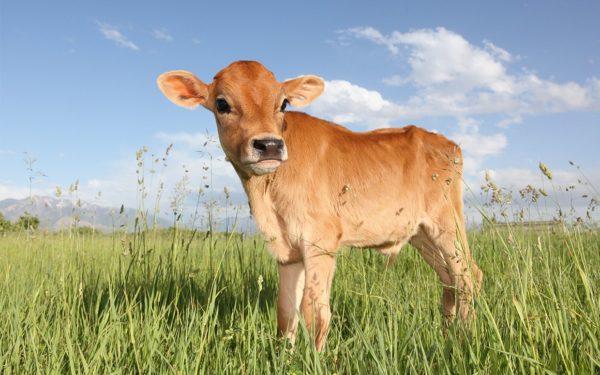 Anak lembu 