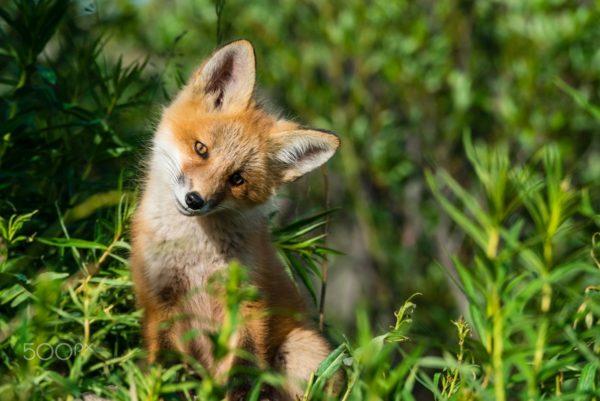 Fox dalam mimpi 