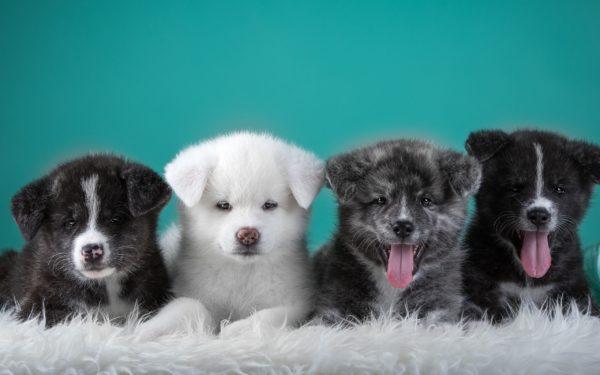 Mengapa banyak anak anjing bermimpi 