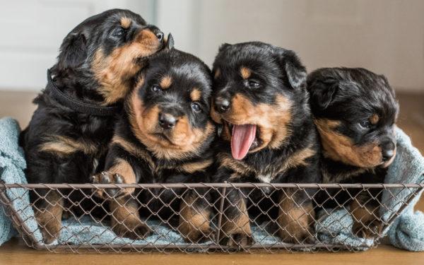 Mengapa anak anjing bermimpi 